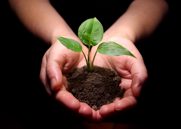 Growing Your Legacy: Choosing the Right Partner for Commercial Landscaping Success